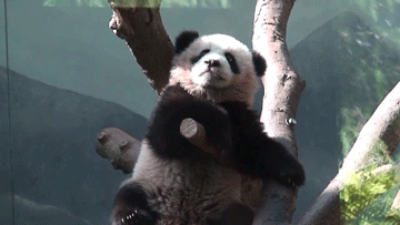 舌头 动物 熊猫 动物 树 熊猫熊 大熊猫幼崽