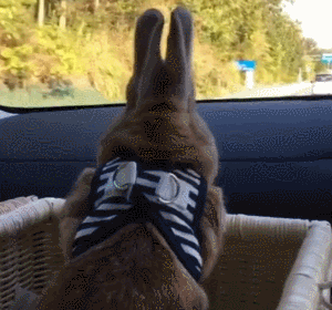 小兔子 坐车 欢乐 背影
