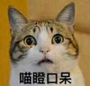 猫猫 呆萌 惊讶 喵瞪口呆