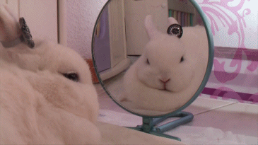 兔子 公主 镜子 蝴蝶结