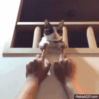 手指  猫咪  互动   呆萌