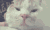 猫咪 猫脸 人手 按摩