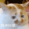 沙雕猫 猫咪 猫 可爱猫 猫表情包 猫咪表情包 小猫
