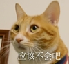 萌宠 猫星人 应该不会吧 无辜 呆萌 可爱