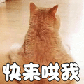 猫 萌宠 喵星人 快来哄我 背影 生气 soogif soogif出品