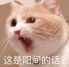 萌宠 猫星人 这是阳间的话 好奇 呆萌 可爱