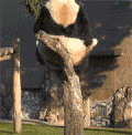 熊猫 太不结实 体重超标 坑爹