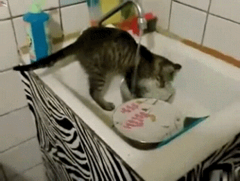 小猫 刷碗 水池 水龙头