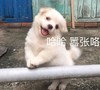 萌宠 汪星人 哈哈哈 嚣张 呆萌 可爱