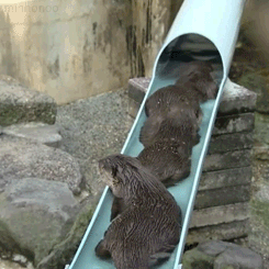 水獭 蠕动 摇摆 滑梯 otter