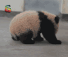 大熊猫 爬爬爬 soogif soogif出品