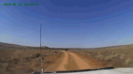 袋鼠  跳 车 野外