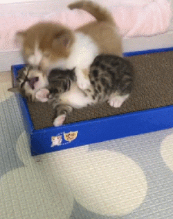 動物 喵星人 搞笑 萌萌噠