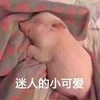 萌宠 猪 迷人的小可爱 睡觉觉 呆萌 可爱