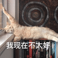 萌宠 猫 猫咪 喵星人 现在 不太好 搞怪