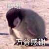 萌宠 企鹅 万分感谢 感谢 呆萌 可爱