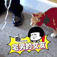 猫 动物 喵星人 可爱 萌