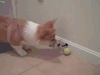 柯基 网球 吓一跳 蠢萌 corgi