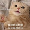 萌宠 猫星人 我就是废物啊 你能拿我怎样 搞怪 逗