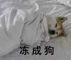 狗 冻成狗 睡觉 盖被