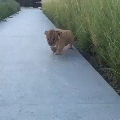 狮子 lion