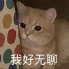 萌宠 猫星人 我好无聊 无奈 呆萌 可爱