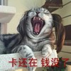 猫咪 张大嘴 卡还在 钱没了