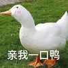 萌宠 鸭子 亲我一口鸭 害羞 呆萌 可爱