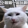 萌宠 猫星人 小姐姐一起玩啊 来啊来啊 呆萌 可爱