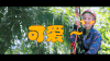 花儿与少年