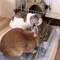 猫咪 兔子 吃草 友爱