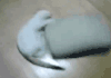 小猫 玩耍 可爱 动物