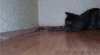 猫 搞笑 老鼠