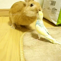 动物 兔子 小鸟 有爱
