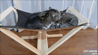 猫咪 地板 动态 尾巴