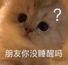萌宠 猫星人 朋友你没睡醒吗 好奇 呆萌 可爱