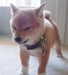 狗狗 可爱 愤怒 逗比