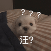 萌宠 狗 汪星人 汪 问号 蒙圈