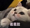 萌宠 喵星人 羞羞脸 害羞脸红 呆萌 可爱