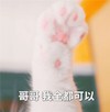 萌宠 喵星人 哥哥我全都可以 举爪爪 呆萌 可爱