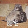 萌宠 猫星人 肥宅 胖嘟嘟 搞怪 呆萌