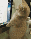 猫 可爱 萌宠