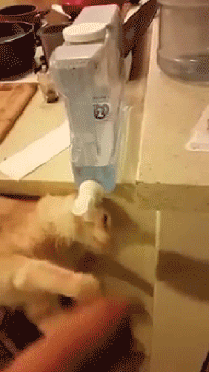 爪子 喝水 搞笑 小猫