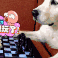 萌宠 小狗 搞笑