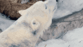 北极熊 雪地 仰头 可爱
