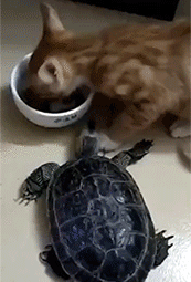 小猫 乌龟 吃东西 乌龟的头被摁住了