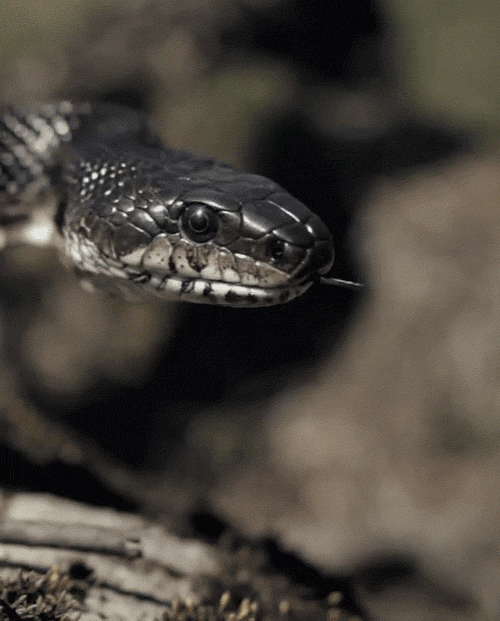 蛇 snake animal 吐信子