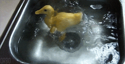 水池 鸭子 游泳 戏水