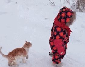 猫咪 小宝贝 扑倒 雪地
