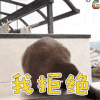 猫咪 我拒绝 soogif